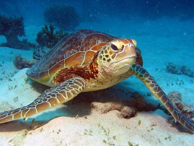 Endangered Species - The Great Barrier Reef